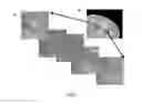 Fig. 07 - Neuronal cells cultured on microparticles and methods of using the neuronal cells