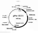 Fig. 08 - Method for producing a polypeptide using a cell that overexpresses a bicarbonate transporter