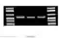 Fig. 02 - Compositions and method for storage of nucleic acid from bodily fluids