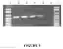 Fig. 07 - Compositions and method for storage of nucleic acid from bodily fluids