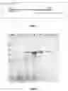 Fig. 02 - THERMOSTABLE DNA POLYMERASE FROM PALAEOCOCCUS FERROPHILUS
