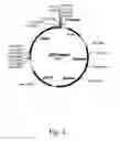 Fig. 04 - Methods for producing hyaluronan in a recombinant host cell
