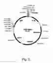 Fig. 06 - Methods for producing hyaluronan in a recombinant host cell