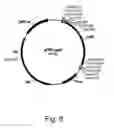 Fig. 07 - Methods for producing hyaluronan in a recombinant host cell