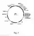 Fig. 08 - Methods for producing hyaluronan in a recombinant host cell
