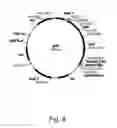 Fig. 09 - Methods for producing hyaluronan in a recombinant host cell