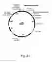 Fig. 22 - Methods for producing hyaluronan in a recombinant host cell