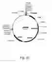 Fig. 33 - Methods for producing hyaluronan in a recombinant host cell