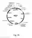 Fig. 37 - Methods for producing hyaluronan in a recombinant host cell