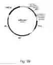 Fig. 40 - Methods for producing hyaluronan in a recombinant host cell