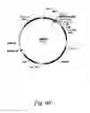 Fig. 41 - Methods for producing hyaluronan in a recombinant host cell