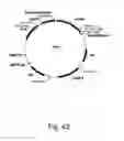 Fig. 43 - Methods for producing hyaluronan in a recombinant host cell