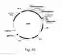 Fig. 44 - Methods for producing hyaluronan in a recombinant host cell