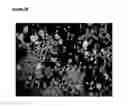Fig. 03 - Microcarriers for stem cell culture