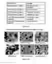 Fig. 149 - Microcarriers for stem cell culture