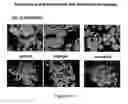 Fig. 151 - Microcarriers for stem cell culture