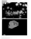 Fig. 22 - Microcarriers for stem cell culture