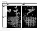 Fig. 35 - Microcarriers for stem cell culture