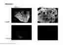 Fig. 46 - Microcarriers for stem cell culture