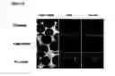 Fig. 48 - Microcarriers for stem cell culture