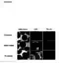 Fig. 49 - Microcarriers for stem cell culture