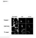 Fig. 50 - Microcarriers for stem cell culture