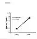 Fig. 52 - Microcarriers for stem cell culture