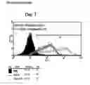 Fig. 63 - Microcarriers for stem cell culture