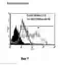 Fig. 68 - Microcarriers for stem cell culture