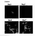 Fig. 69 - Microcarriers for stem cell culture