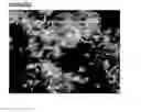 Fig. 72 - Microcarriers for stem cell culture