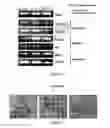 Fig. 82 - Microcarriers for stem cell culture