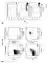 Fig. 05 - Method and Kit for Rapid Isolation of Human Foxp3+ Treg Cells