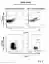Fig. 09 - Method and Kit for Rapid Isolation of Human Foxp3+ Treg Cells