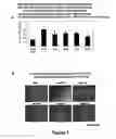 Fig. 08 - Protection of Progenitor Cells and Regulation of Their Differentiation