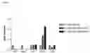 Fig. 02 - Differentiation of human embryonic stem cells