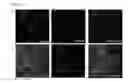 Fig. 09 - Differentiation of human embryonic stem cells