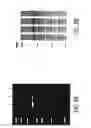 Fig. 09 - Compositions, methods and kits for biarsenical fluorophore labeling