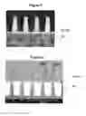 Fig. 07 - Method of making damascene diodes using sacrificial material