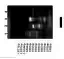 Fig. 35 - Methods for Identifying Genetic Linkage