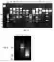 Fig. 06 - Multiplex barcoded Paired-End ditag (mbPED) library construction for ultra high throughput sequencing