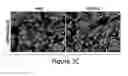 Fig. 08 - Humanized model of membrane attack complex (MAC) formation on murine retina and compositions, kits and methods for treatment of macular degeneration