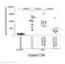 Fig. 25 - Humanized model of membrane attack complex (MAC) formation on murine retina and compositions, kits and methods for treatment of macular degeneration