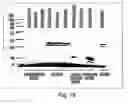 Fig. 35 - Humanized model of membrane attack complex (MAC) formation on murine retina and compositions, kits and methods for treatment of macular degeneration
