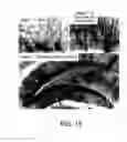 Fig. 22 - Pro-neurogenic compounds