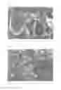 Fig. 02 - FOAMABLE COPOLYMERS BASED ON RENEWABLE RAW MATERIALS