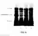 Fig. 08 - Detection of truncation mutations by mass spectrometry