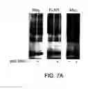 Fig. 09 - Detection of truncation mutations by mass spectrometry