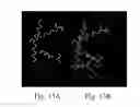 Fig. 87 - Methods for identifying and using MarR family polypeptide binding compounds