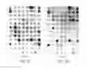 Fig. 02 - Methods and compositions for detecting and treating retinal diseases based on metargidin (ADAM-15)